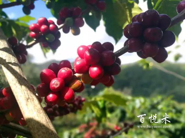 印度尼西亞咖啡的風(fēng)味是什么？不可不知的印尼咖啡，干貨滿滿